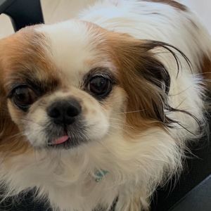 Meet your Posher, Sandy